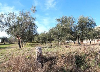 Foto 12 - Terreno edificabile via Aldo Moro, Cupello - foto 12