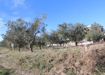 Foto 17 - Terreno edificabile via Aldo Moro, Cupello - foto 17