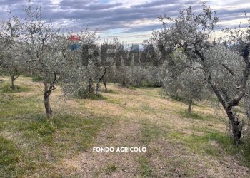 ULIVETO CON VISTA PANORAMICA - Terreno agricolo STRADA PERETI
SNC, Roccastrada - foto 7