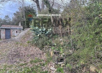 Giardino - Terreno agricolo STRADA PERETI
SNC, Roccastrada - foto 12