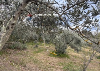Giardino - Terreno agricolo STRADA PERETI
SNC, Roccastrada - foto 16