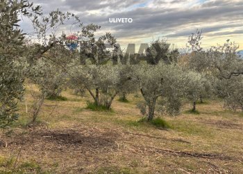 Giardino - Terreno agricolo STRADA PERETI
SNC, Roccastrada - foto 18