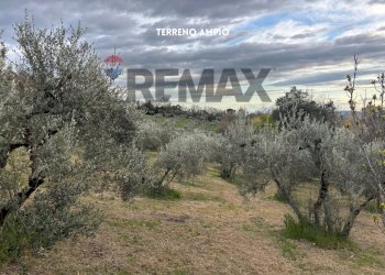 TERRENO CON ULIVI - Terreno agricolo STRADA PERETI
SNC, Roccastrada - foto 21