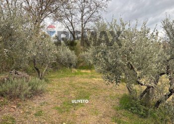 TERRENO CON ULIVI - Terreno agricolo STRADA PERETI
SNC, Roccastrada - foto 22