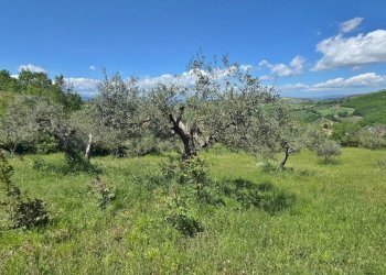 Foto 4 - Terreno agricolo Castel Baronia - foto 4