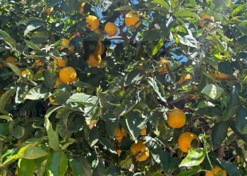 Dettagli - Bilocale Via Crotone, Roseto Capo Spulico - foto 10