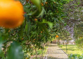 Giardino - Villa Via Corso
 
52, Sessa Aurunca - foto 32