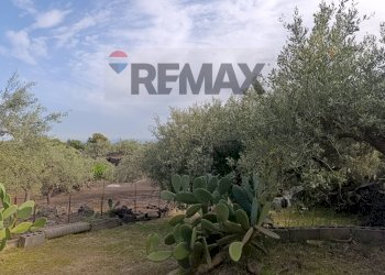 Giardino - Terreno agricolo Contrada Scagliola, Belpasso - foto 3