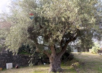 Giardino - Terreno agricolo Contrada Scagliola, Belpasso - foto 5