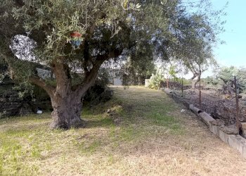 Giardino - Terreno agricolo Contrada Scagliola, Belpasso - foto 6