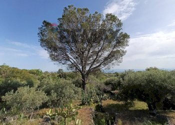 Giardino - Terreno agricolo Contrada Scagliola, Belpasso - foto 12