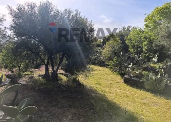 Giardino - Terreno agricolo Contrada Scagliola, Belpasso - foto 18