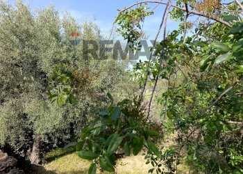 Giardino - Terreno agricolo Contrada Scagliola, Belpasso - foto 22