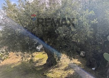 Non correlato - Terreno agricolo Contrada Scagliola, Belpasso - foto 27