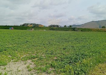 Foto 7 - Agricultural land Via Ponte dei Cani, Marigliano - photo 7
