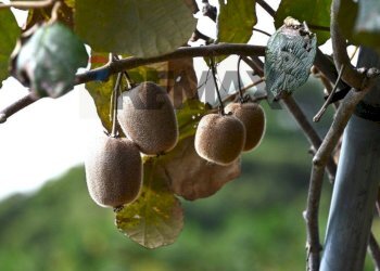 Dettagli - Terreno agricolo Occhiobello - foto 4