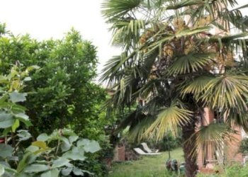 Giardino - Trilocale via Federico Fellini, Certosa di Pavia - foto 13