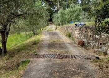 Terreno - Agricultural land Poggio D'Arco, Rosignano Marittimo, Rosignano Marittimo - photo 18