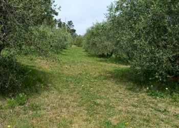 Terreno - Rustic Poggio D'Arco, Rosignano Marittimo, Rosignano Marittimo - photo 17