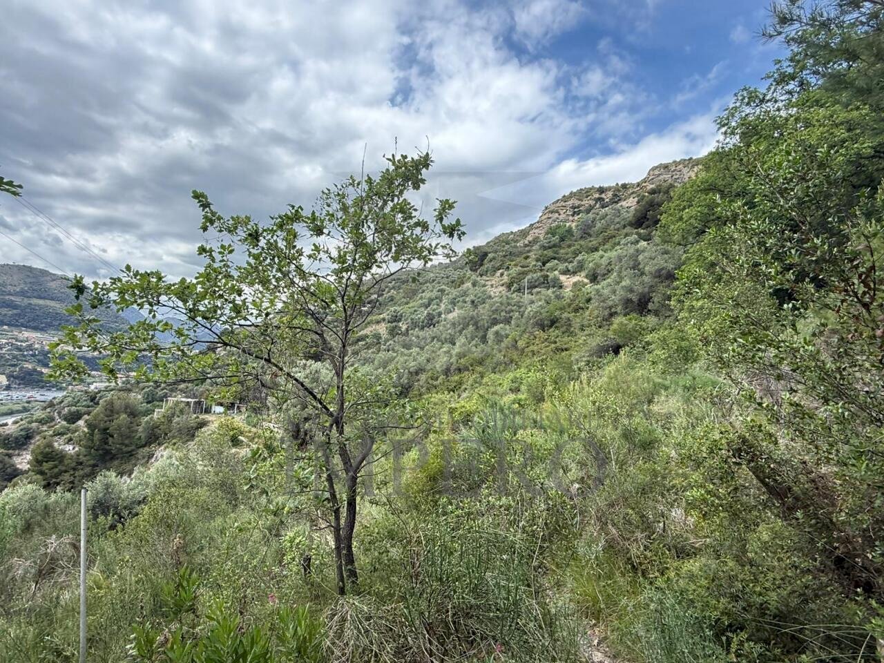 3.jpeg - Agricultural land Via Monsignor Nicolò Peitavino, Ventimiglia - photo 3