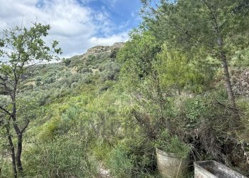 2.jpeg - Agricultural land Via Monsignor Nicolò Peitavino, Ventimiglia - photo 2