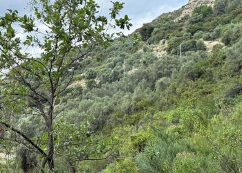 4.jpeg - Agricultural land Via Monsignor Nicolò Peitavino, Ventimiglia - photo 4