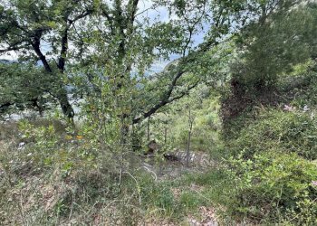 12.jpeg - Agricultural land Via Monsignor Nicolò Peitavino, Ventimiglia - photo 12