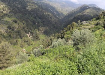 IMG_3316.JPG - Agricultural land Via Case Gina 13, Ventimiglia - photo 12
