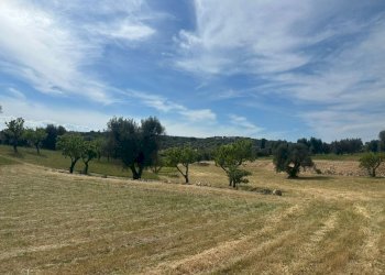 WhatsApp Image 2026-05-04 at 16.07.19.jpeg - Casale Strada Provinciale 17, Ostuni - photo 10