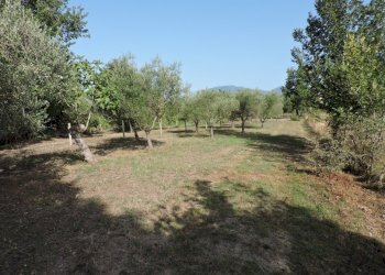 Agricultural land Sessa Aurunca - photo 1