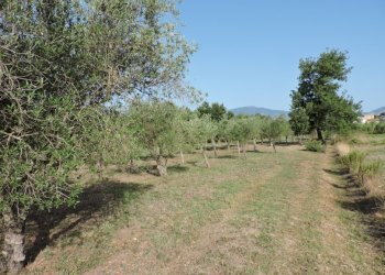 Agricultural land Sessa Aurunca - photo 3