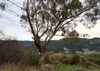 Terreno agricolo Via della Stazione, Ventimiglia - foto 9
