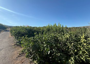 Vista delle montagne - Terreno agricolo via bufardo, Fiumefreddo di Sicilia - foto 12