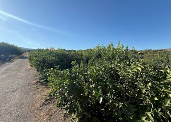 Vista delle montagne - Terreno agricolo via bufardo, Fiumefreddo di Sicilia - foto 13