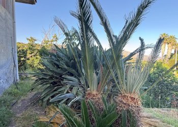 Giardino - Terreno agricolo via bufardo, Fiumefreddo di Sicilia - foto 16