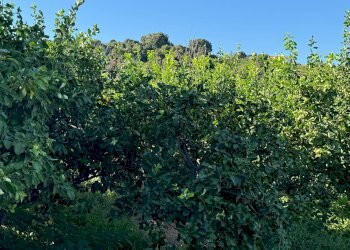 Non correlato - Terreno agricolo via bufardo, Fiumefreddo di Sicilia - foto 21