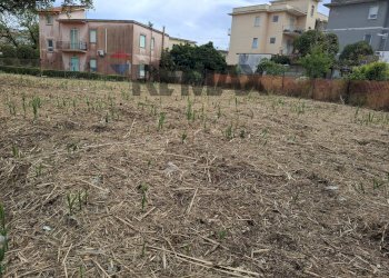 Giardino - Terreno agricolo Minturno - foto 3