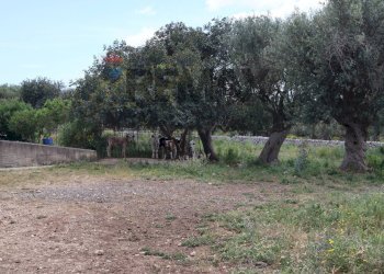 Giardino - Rustic C.da Zinnafondo, Ragusa - photo 7
