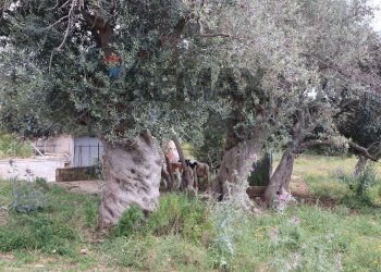 Giardino - Rustic C.da Zinnafondo, Ragusa - photo 8