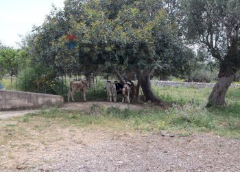 Giardino - Rustic C.da Zinnafondo, Ragusa - photo 9