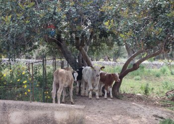 Giardino - Rustic C.da Zinnafondo, Ragusa - photo 28