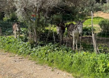 Giardino - Farm Via san Pietro, Torrenova - photo 22