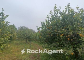 Terreno - Villa Bommiscuro SNC, Noto - photo 11