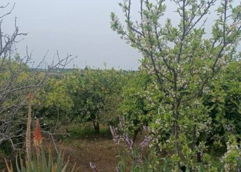 Terreno - Villa Bommiscuro SNC, Noto - photo 15