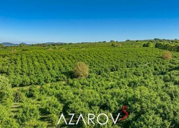 Terreno - Villa strada Regionale Cassia, Capranica - foto 17