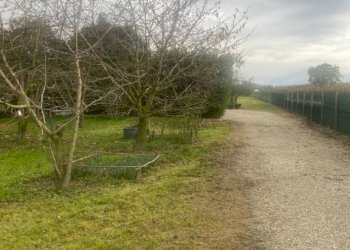 Terreno agricolo Imola - foto 10