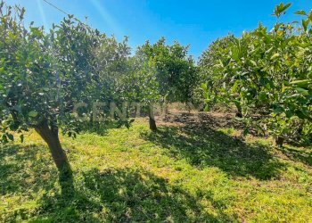foto cliente (5).jpeg - Rustico Strada Provinciale 92 92, Francofonte - foto 16