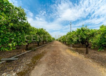 Pedagaggi (7).jpg - Rustico Strada Provinciale 92 92, Francofonte - foto 24