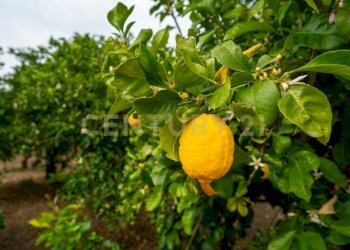 Pedagaggi (13).jpg - Rustico Strada Provinciale 92 92, Francofonte - foto 29