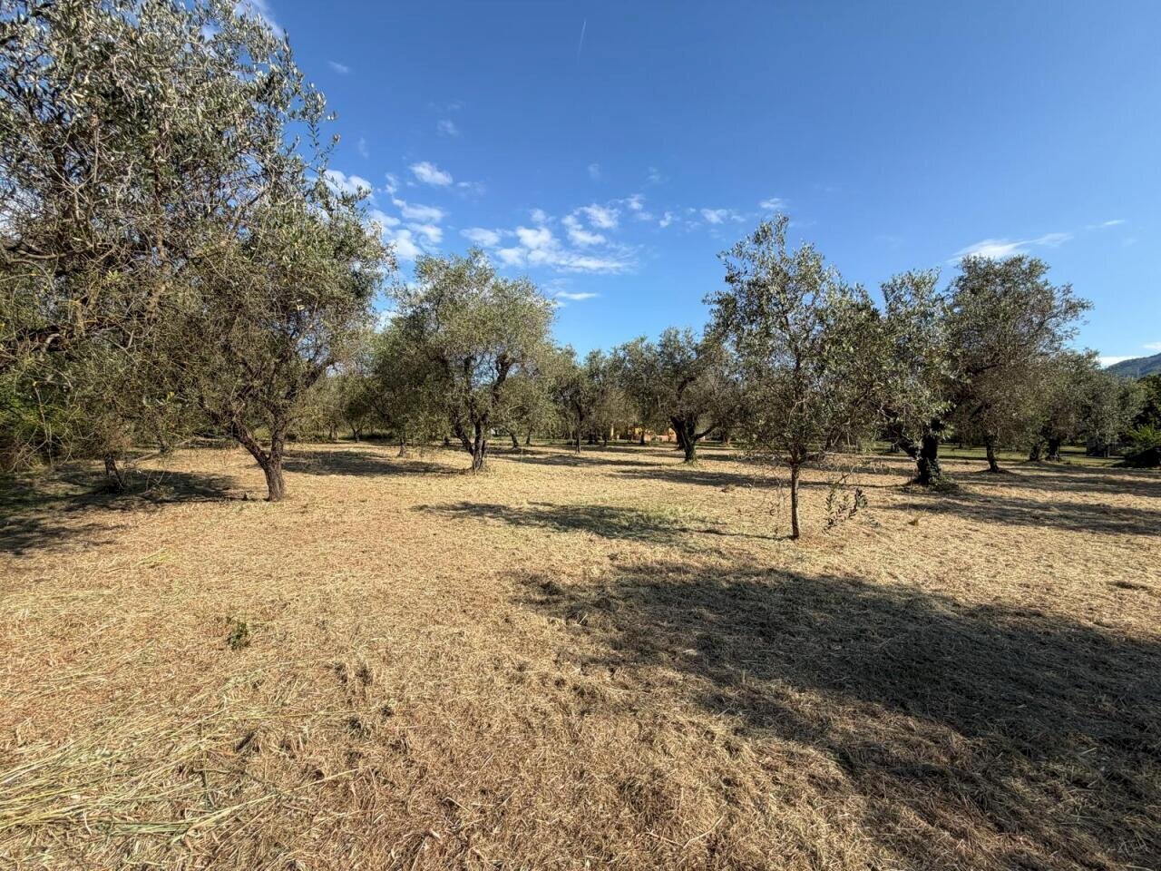 796bc89e-c4a8-440e-8f49-511a2a4d4ae8.jpg - Terreno agricolo Castelnuovo Magra - foto 1